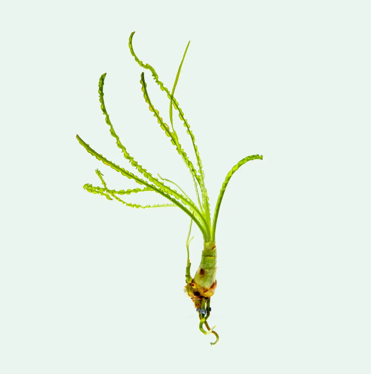 Crinum Calamistratum