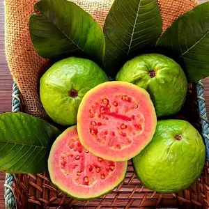 50 PCS Pink Guava Seeds – Grow Tropical Fruit Trees in Pots, Greenhouses, or Gardens – High Germination, Fast-Growing, Ideal for Backyard Orchards