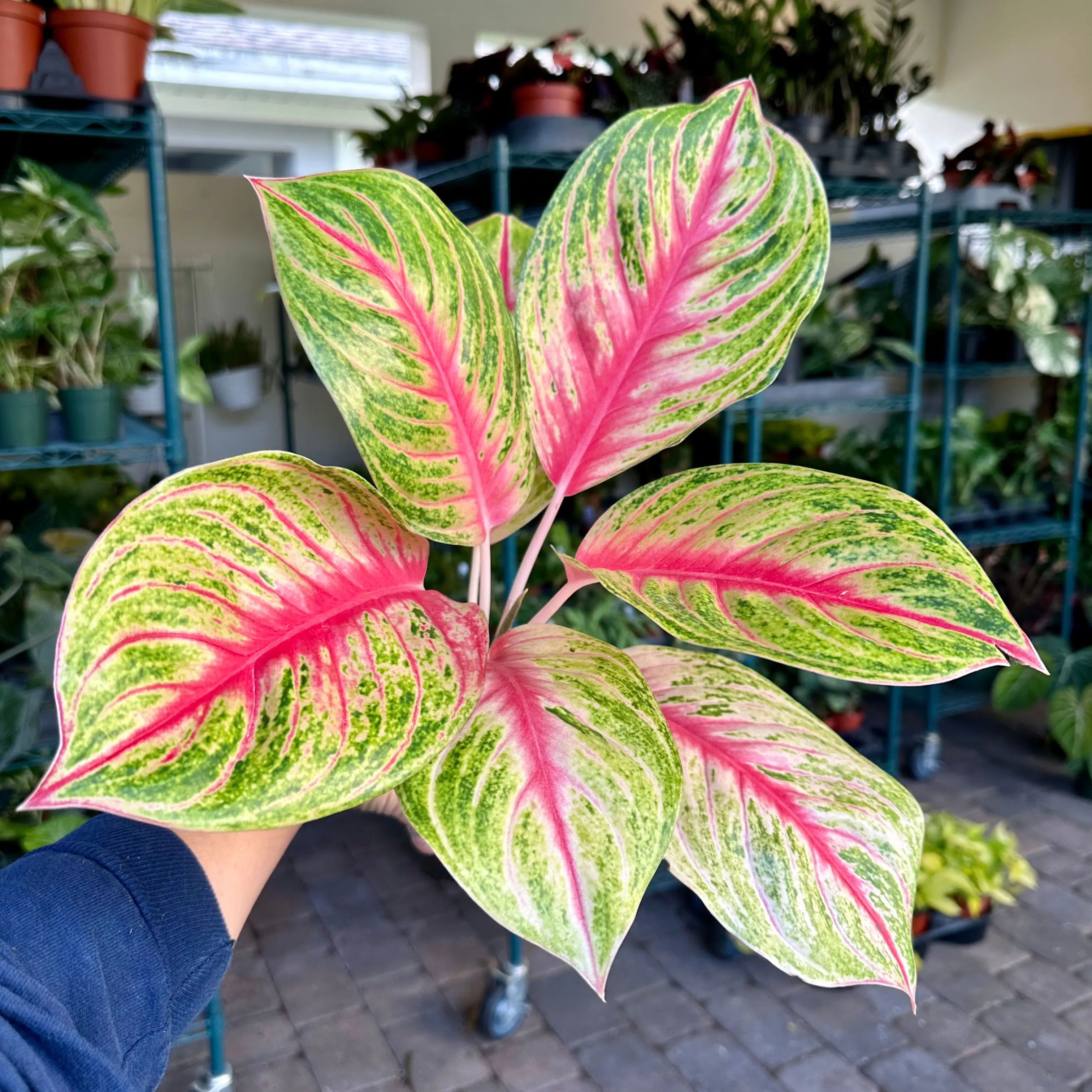 Aglaonema andini - striking hot pink color - 4” pot