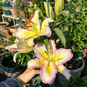Rainbow lily bulbs, blooming flowers with yellow pink edges, easy to grow, suitable for home gardens and cut flowers
