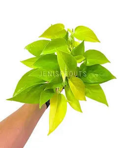 Pothos Neon Pot 4” - Houseplant