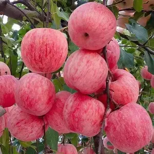 50+ Dwarf Fuji Honeycrisp Apple Tree Heirloom Seeds for Home Garden