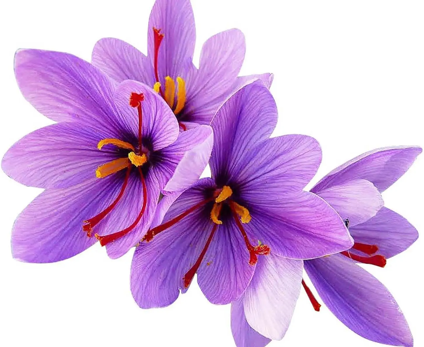 10 Saffron Crocus Corms for Planting, Large Perennial Bulbs, Purple Blooming Crocus for Outdoor Garden, Produces Saffron Spice