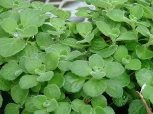 Cuban Oregano Herb Seeds - Fresh and Healthy Green Seeds for Versatile Use in Cooking and Gardening