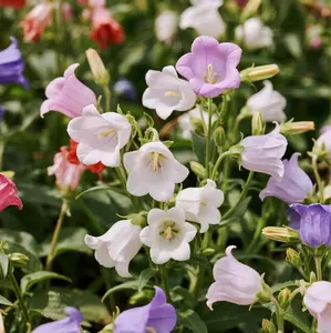 1000 PCS Mixed Color Campanula Bellflower Flower Seeds, Easy Growing Perennial Garden Seeds, Seeds Only Not Live Plant