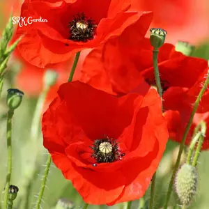 RED CORN POPPY FLOWER 500 SEEDS