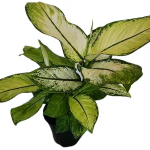 4" Dieffenbachia Crocodile Cane Plant Decorative Colorful Unique Foliage Indoor Houseplant Easy Care Great for Beginners