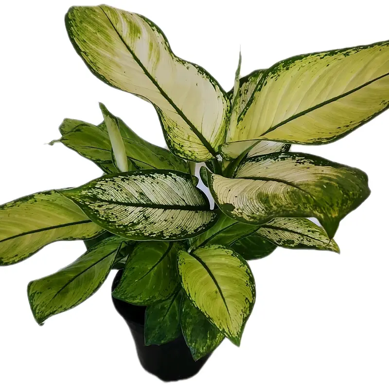 gnat control for indoor plants Fungus Gnat Control Granules for Indoor Plants main image 1