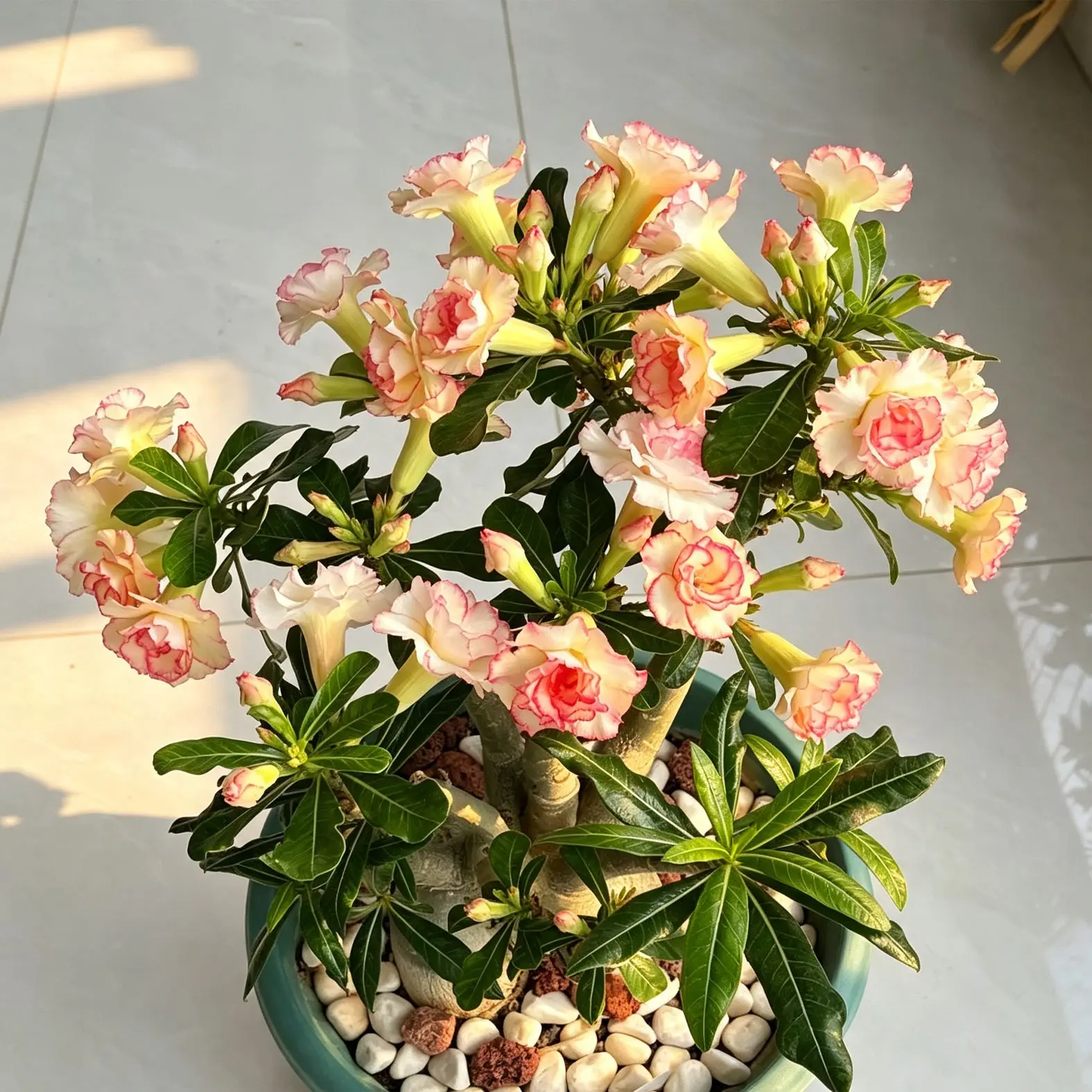Desert Rose Adenium Obesum Caudex, Flowering Succulent Bonsai, Easy‑Care Potted Caudiciform Plant For Home & Garden Decor