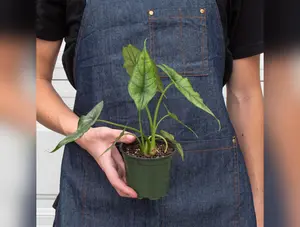 Alocasia 'Dragons Breath'