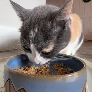 The Homemade Cat Food Guide + Recipe Cards