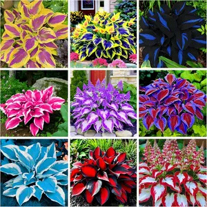 Hosta Seeds for Home Garden Flower Planting Seeds, 300+pcs Rare Perennial Hosta Flower Seeds Plants, Non-GMO Heirloom Long Blooming Plants Shaded Entry Pathway Rare Flowers for Garden Outdoors