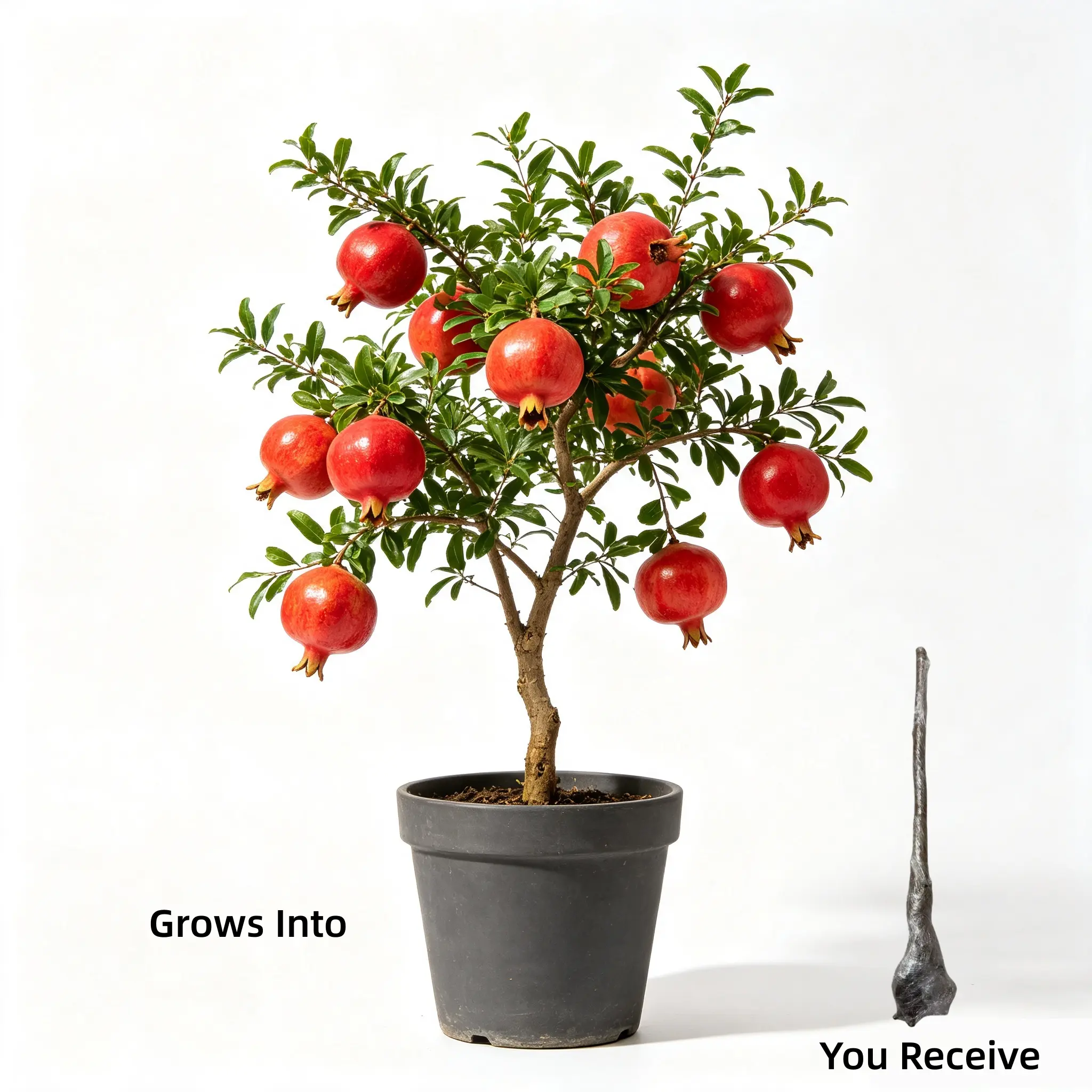 Sweet Pomegranate Tree Live Plant – Ready to Fruit, Perfect for Backyard Orchard, Gardening Gift Idea