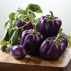 Organic Purple Beauty Bell Pepper Seeds (Capsicum annuum) – 15+ seeds, Stunning Sweet Peppers