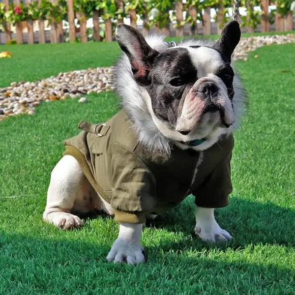 Army Style Fur Hooded Coat For Small Dogs & Cats