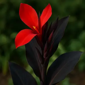 3 Black Knight Canna Lily Bulbs for Planting - Tropical Goth Canna