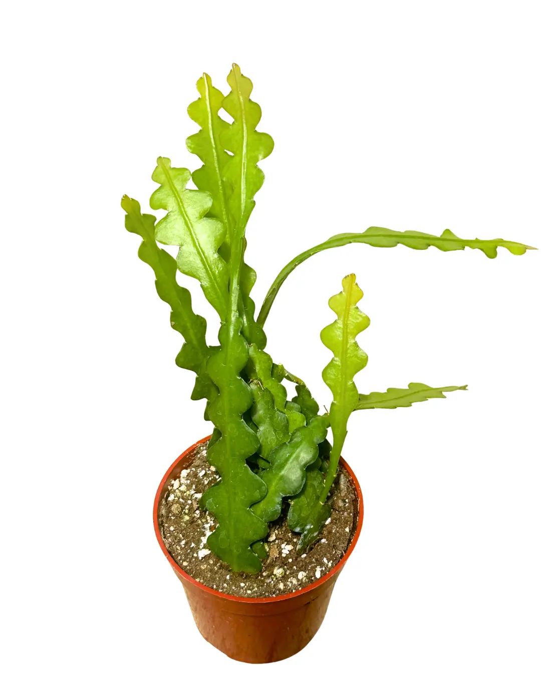 4" Ric Rac Cactus – Fishbone Cactus - Zig Zag Cactus - Disocactus Anguliger – Live Plant