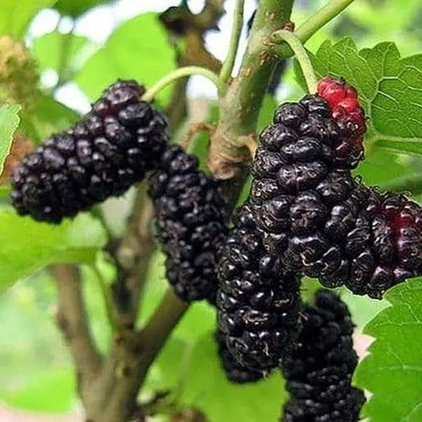 Illinois Mulberry Tree - 3-Gal Pot, 2-3 Ft Tall, Snack-Producing Live Fruit Tree - Shipping Restricted to CA, TX, MS, AZ, LA, Puerto Rico & All Islands