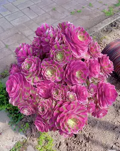 1000 Seeds of Succulent Plants: Add Color and Vitality to Your Garden with Simple Care