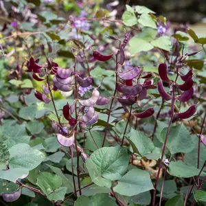 Ruby Moon Hyacinth Bean Seeds for Planting: Lablab purpureus Dochlios Purple Pods Flowers Perennial Vine Heat Tolerant, Certified Organic - 12 Seed Packet