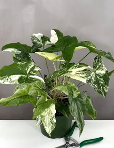 Syngonium Albo