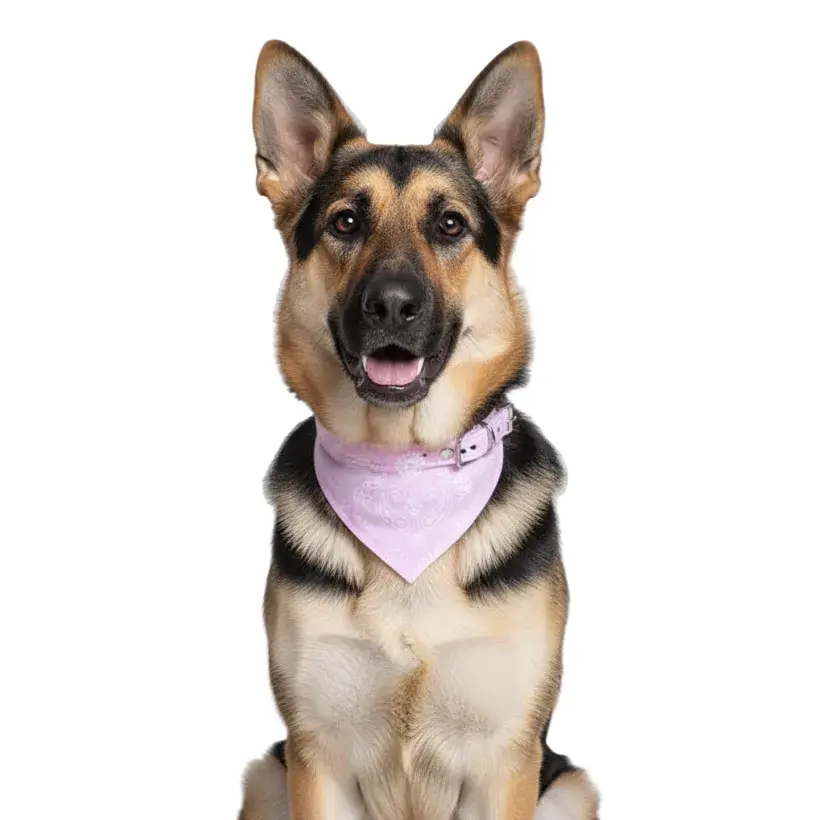 Bandana Pet Collar