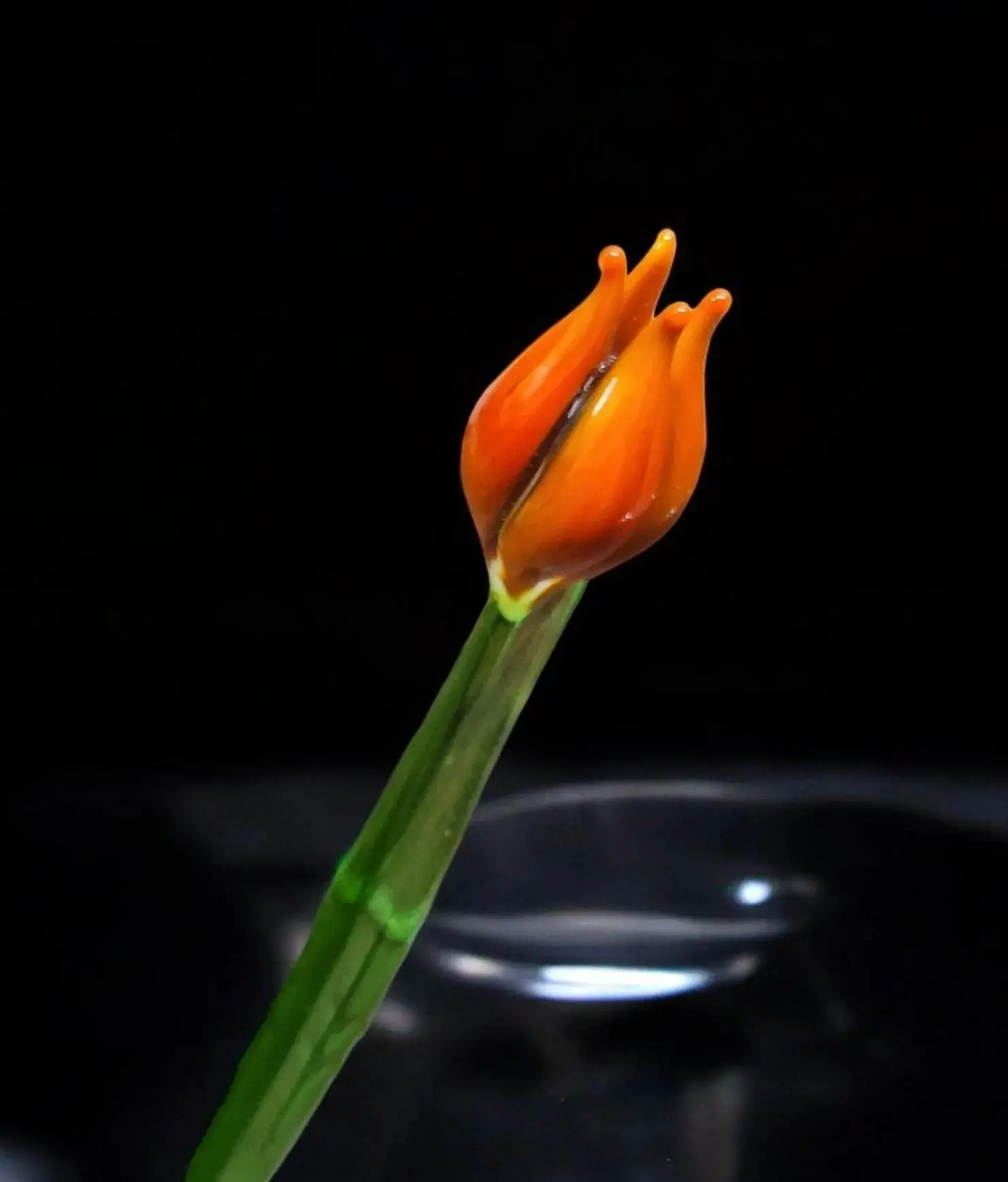 Orange Glass Tulip, Handcrafted Glass Flower, Hand Made In Ukraine Using Murano Quality Glass, Great Gift For Flower Lovers, 12 Inch Tulip