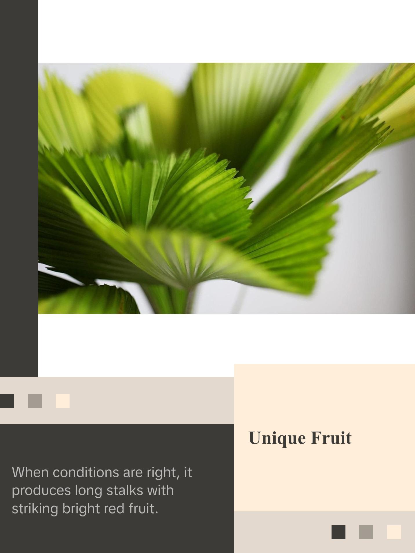 Vanuatu Fan Palm - Ruffled Fan Palm - Live Plant in a 1 Gallon Pot - Licuala Grandis - Extremely Rare Ornamental Palms of Florida Vanuatu Fan Palm - Ruffled Fan Palm - Live Plant in a 1 Gallon Pot - Licuala Grandis - Extremely Rare Ornamental Palms of Florida