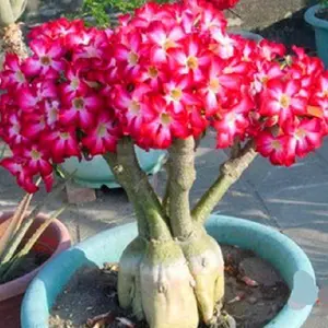 25 Seeds/Pack Desert Rose Seeds For Planting, Wild Flower Seeds For Spring Planting