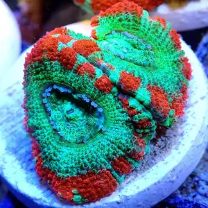 Asian Ultra Acan Lord