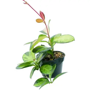 Hoya australis 'Lisa'