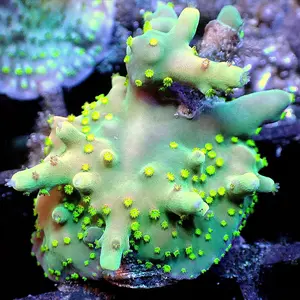 Marvin Martian Deepwater Acro