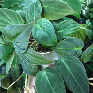 Mican Philodendron