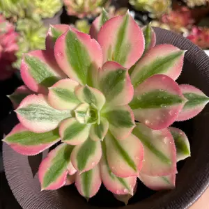 Rare Succulents - Aeonium Pink Witch Cluster