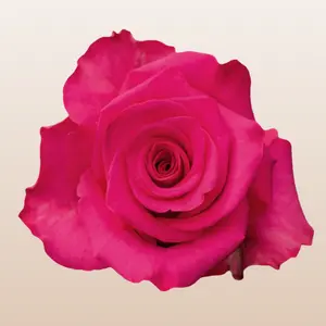 V.I. Pink Roses - Hot Pink Large Bloom Fresh imported from Ecuador 5.5-6.0cm 50 Petals Average 12 Days Vase Life Mini Pack 50 Stems Large Pack 100 Stems Fresh from the Farm