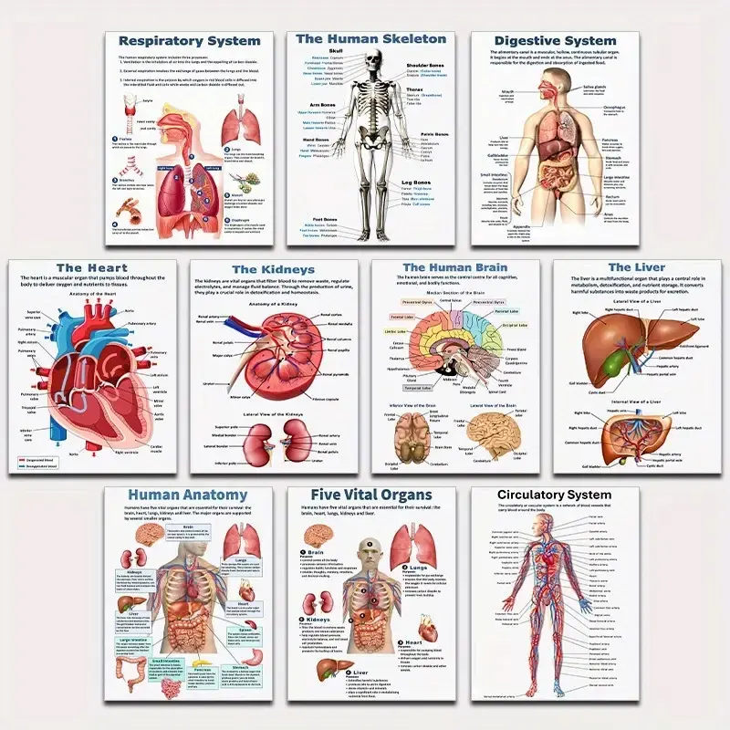 10pcs/set frameless vital human organ anatomy Brain, liver, heart, kidney, anatomical poster, respiratory system oil painting, wall painting, Wall decor pictures, biology education, homeschool decoration Prints Artwork
