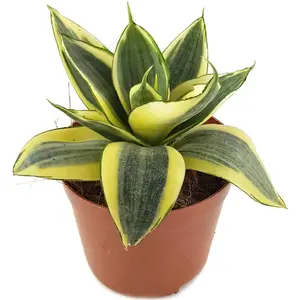 Birds Nest Snake Plant - Live Plants in 4 Inch Growers Pots - Sansevieria Trifasciata 'Hahnii' - Beautiful and Elegant Easy Care Indoor Houseplants