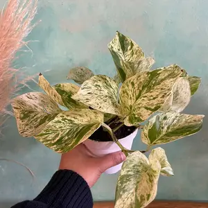 4 inch Snow Queen pothos 4 inch Snow Queen pothos