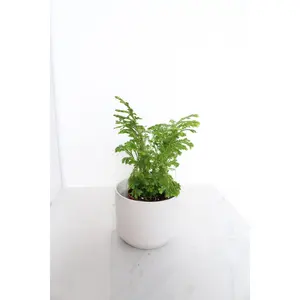 Frosty Fern - Mini Indoor Plant Gift in 2" Pot for Desk or Office