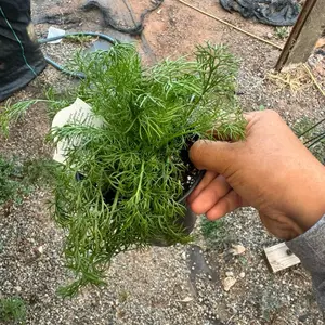 Chamomile Plant 4 inch pot