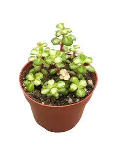 4" Variegated Elephant Bush – Portulacaria Afra Variegata – Live Plant