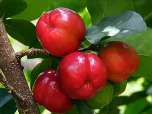 Red Sweet Barbados Cherry Live Plant Acerola Tree 5-7 Inch Tall Fruit Tree for Planting All Seasons Sunlight Required