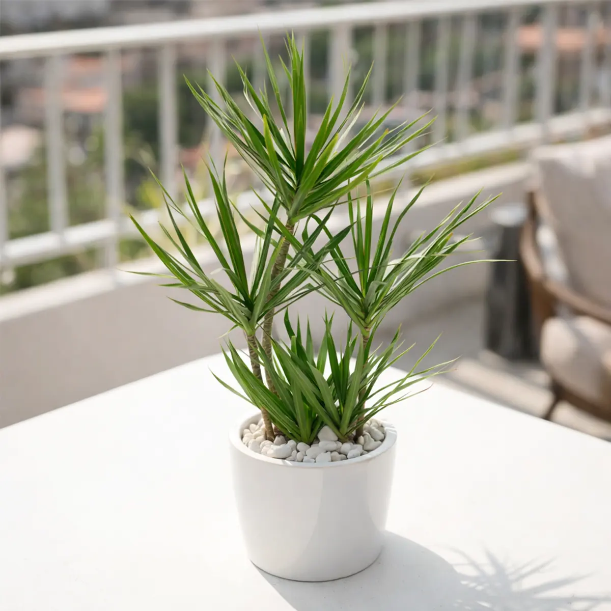 Dracaena Marginata Cane