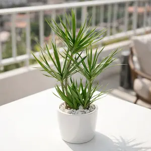 Dracaena Marginata Cane