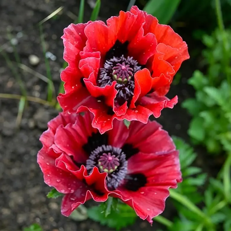 California Poppy Flower Seeds Wildflower Seeds Mix Bright Color Annual Flowers For Garden Planting Outdoor Landscape Pollinator Garden