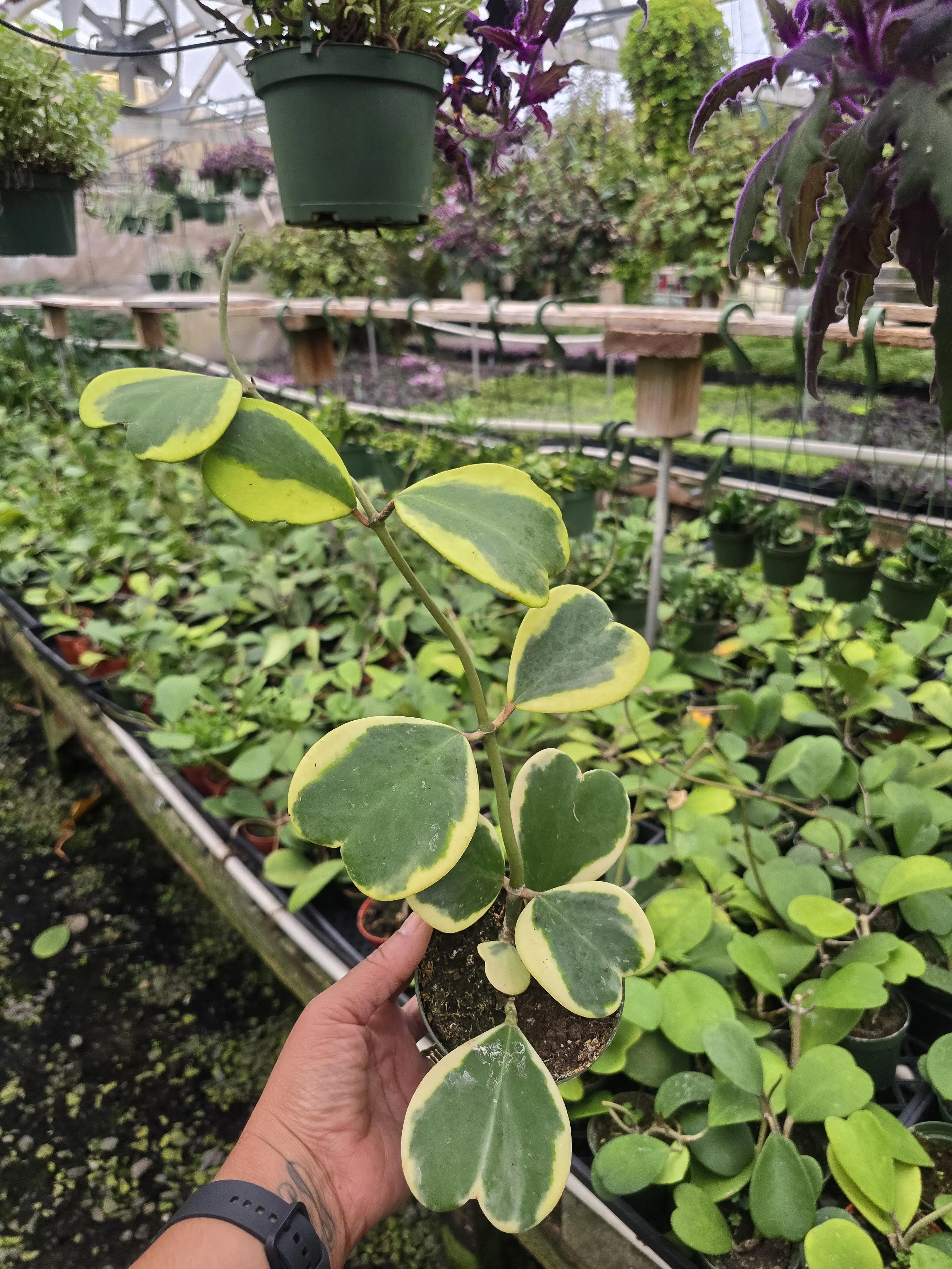 Hoya Kerrii Sweetheart Variegated