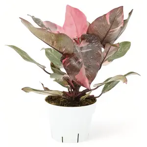 Pink Princess Philodendron, 4 Inch Pot