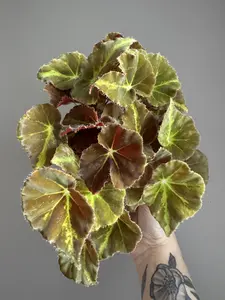 Begonia Montuno - Intermediate Care Compact Mounded Plant