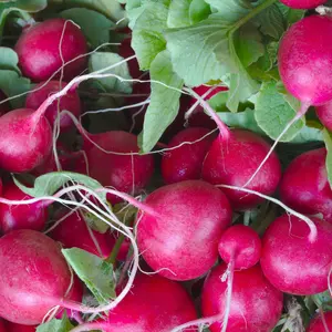 Pink Beauty Summer Radish Seeds (Raphanus sativus) Crisp, mild pink radishes with white flesh. Fast-growing heirloom ideal for spring and fall gardens.