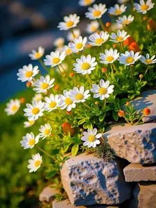 Shasta Daisy Seeds Premium Pack - 200 Daisy Seeds for Cut Flowers, Gerber Daisy Seeds Included, Attract Butterflies & Thrive in Full Sun